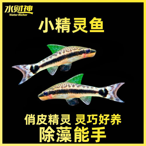 小精灵鱼活体水草除藻观赏清道夫