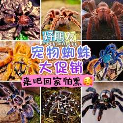 智力 智利火玫瑰 也有红玫瑰 蜘蛛活体宠物 爬宠温顺上手 寿命长