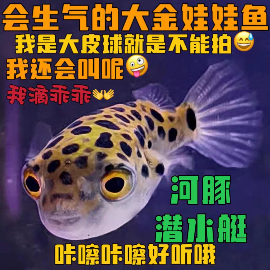 狗头河豚活体热带观赏鱼