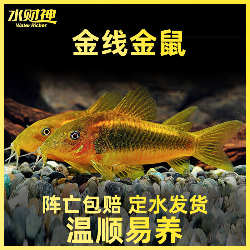 金线金鼠鱼 金线型鼠鱼 热带鱼 除藻工具鱼淡水鱼观赏鱼