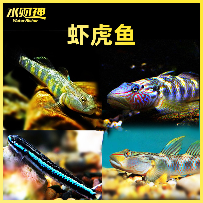 原生鱼冷水鱼观赏鱼底栖息活体鱼溪吻虾虎鱼红腰红唇高帆褐吻蓝面