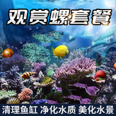苏拉威西兔子活体观赏螺