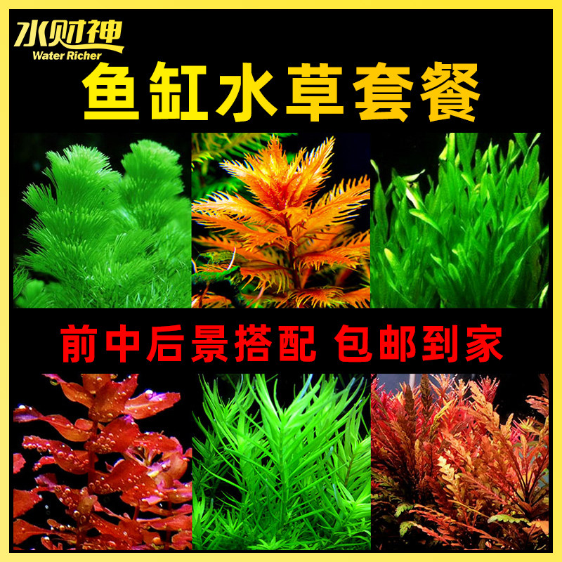 水草套餐阴性莫斯绿菊蜈蚣鱼缸造景淡水植物活体趴地矮珍珠增氧草