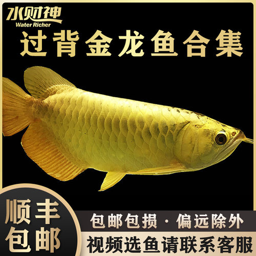 蓝底金龙鱼WATERRICHER/水财神
