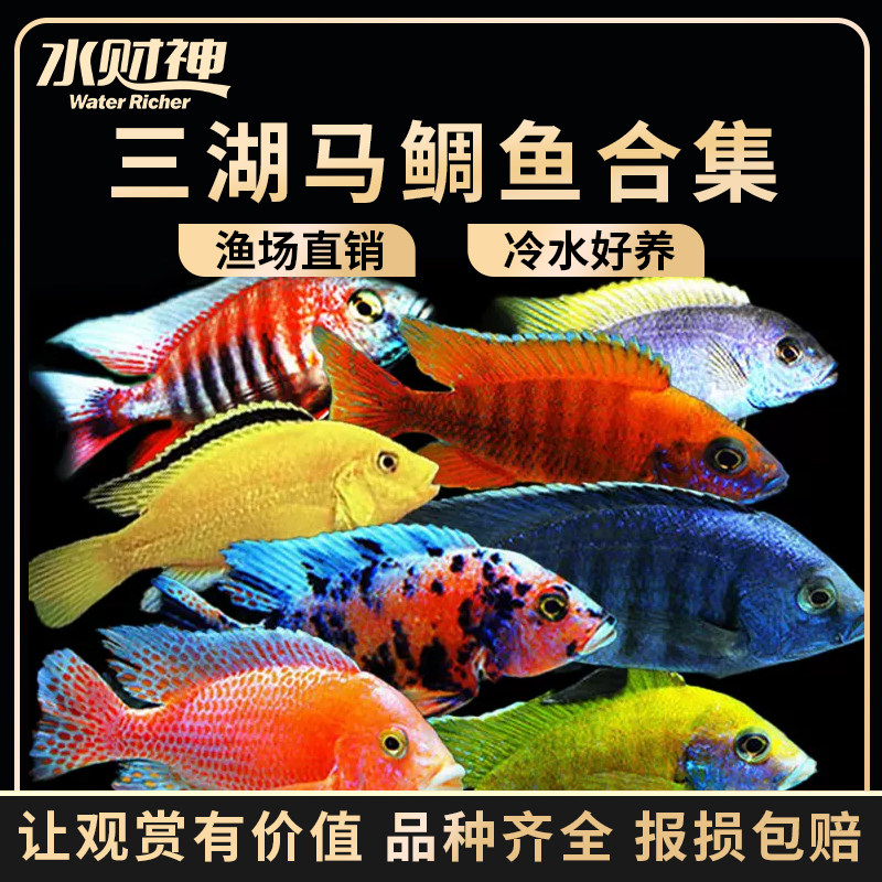 宠物鱼岩栖活体马鲷淡水三湖