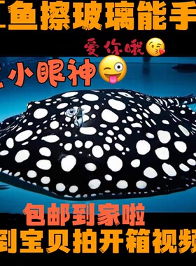 活体黑白珍珠米克斯皇冠魟鱼