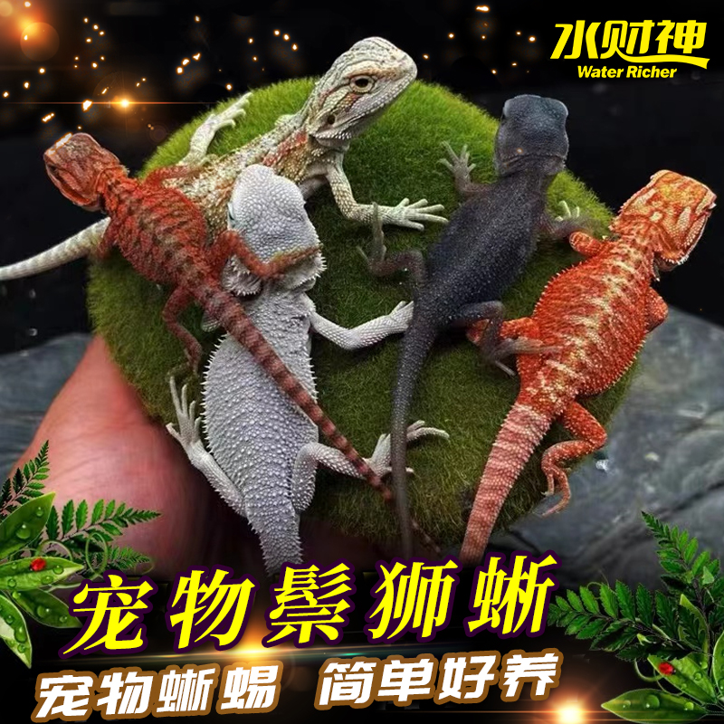 鬃狮蜥蜴豹纹守宫吃菜