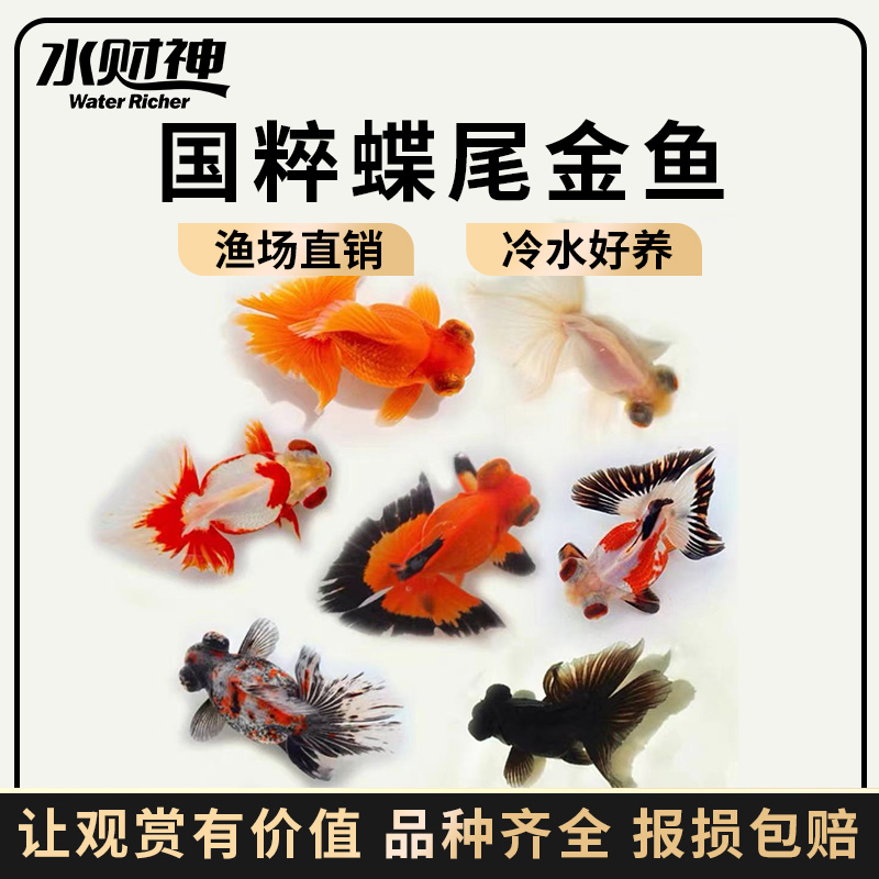 蝶尾熊猫蝴蝶金鱼淡水