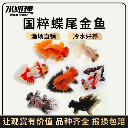 蝶尾熊猫蝴蝶金鱼淡水