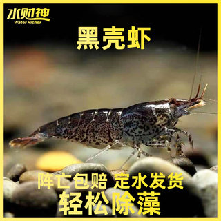 黑壳虾活体 除藻工具鱼虾 大和藻虾黑壳藻虾冷水虾  运输包损