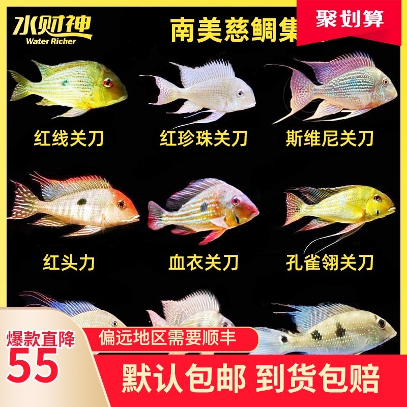 关刀鱼活体南美食土鲷元宝凤凰鱼红珍珠关刀斯威尼蓝宝石白子财神