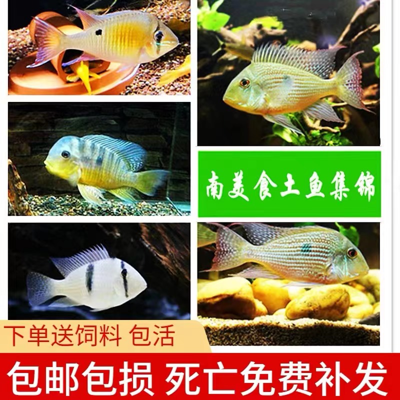 关刀鱼活体南美食土鲷元宝凤凰红珍珠斯威尼蓝宝石白子赤丽