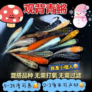 包邮 观背青鳉淡水观赏鱼魔法鱼冷水鱼小锦鲤金鱼灵鳉水族活体宠物