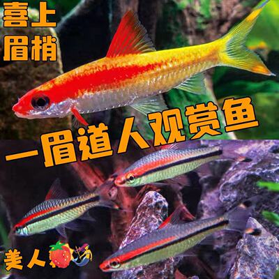 小型一眉道人水族宠物热带观赏鱼
