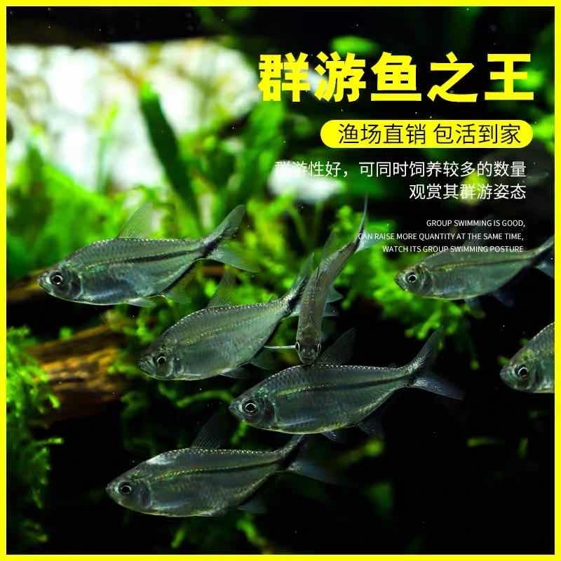 黑尾大勾扯旗红绿灯鱼群