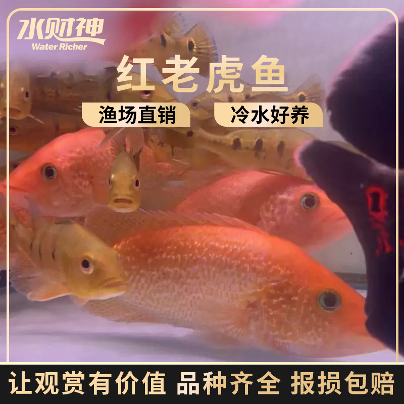 红老虎鱼金玉满堂鱼红头金鲷 慈鲷鱼马鲷大型热带观赏鱼淡水活体
