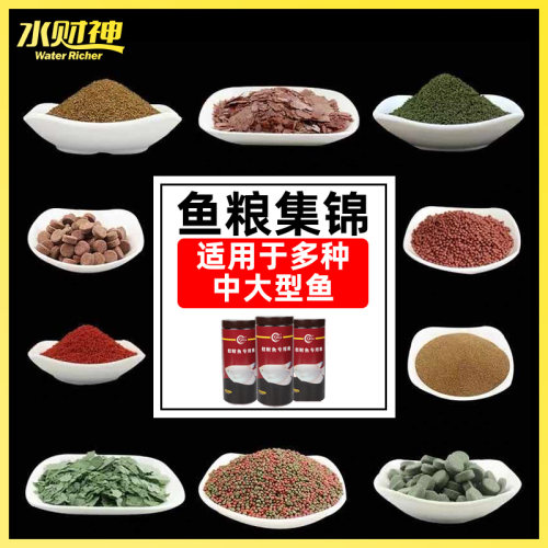 包邮中大型龙鱼底栖鱼血鹦鹉七彩