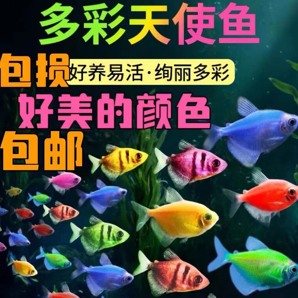 热带观赏鱼玻璃鱼七彩拉拉鱼透明鱼青苹果柠檬荧光虎斑天使鱼活体