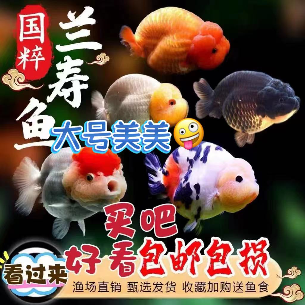 兰寿水墨奶牛活体金鱼饲料观赏鱼图片