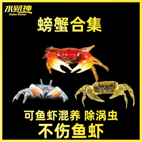 辣椒蟹淡水混养活体鱼虾