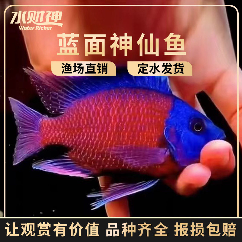 蓝面财神红宝石观赏鱼三湖慈鲷