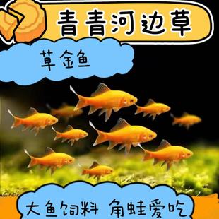 金鱼 锦鲤鱼 草金活体冷水观赏鱼龙鱼大型鱼活食饲料鱼小红鱼活鱼