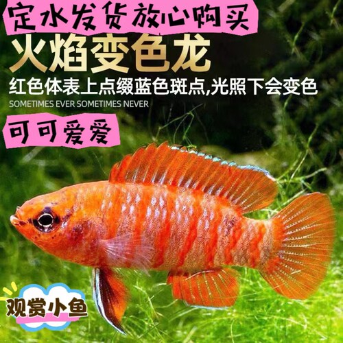 火焰変色龙鱼小型热带草缸中层鱼