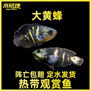 地图鱼黄化地图大黄蜂奥里诺科地图奥图观赏鱼热带淡水鱼