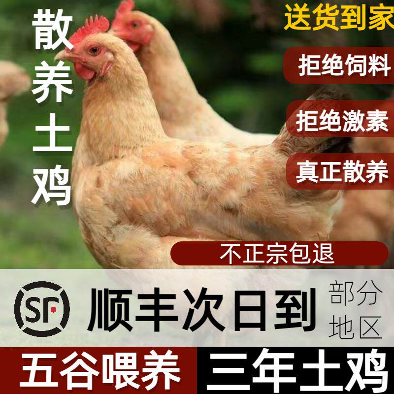 农家小笨鸡新鲜溜达鸡月子鸡老母鸡现杀顺丰两年正宗东北散养土鸡
