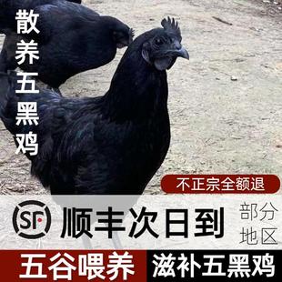 乌鸡农家散养五黑鸡乌骨鸡公鸡月子鸡跑山乌鸡新鲜现杀土鸡老母鸡