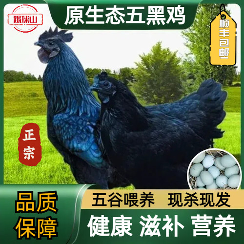 农家散养纯种五黑鸡绿壳蛋鸡乌骨鸡纯黑乌鸡黑肉鸡现杀走地跑山鸡