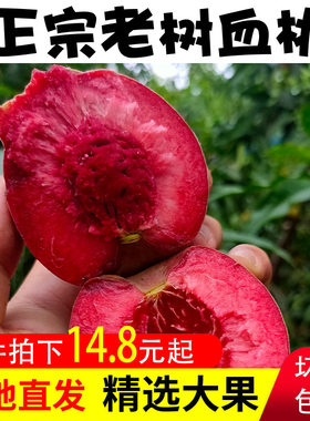 现货速发正宗老树血桃5斤离核桃