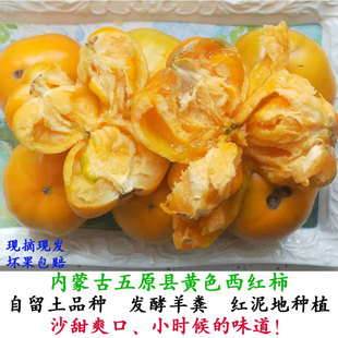 内蒙古五原新鲜黄色西红柿大黄柿子应季水果现摘番茄铁皮柿子蔬菜