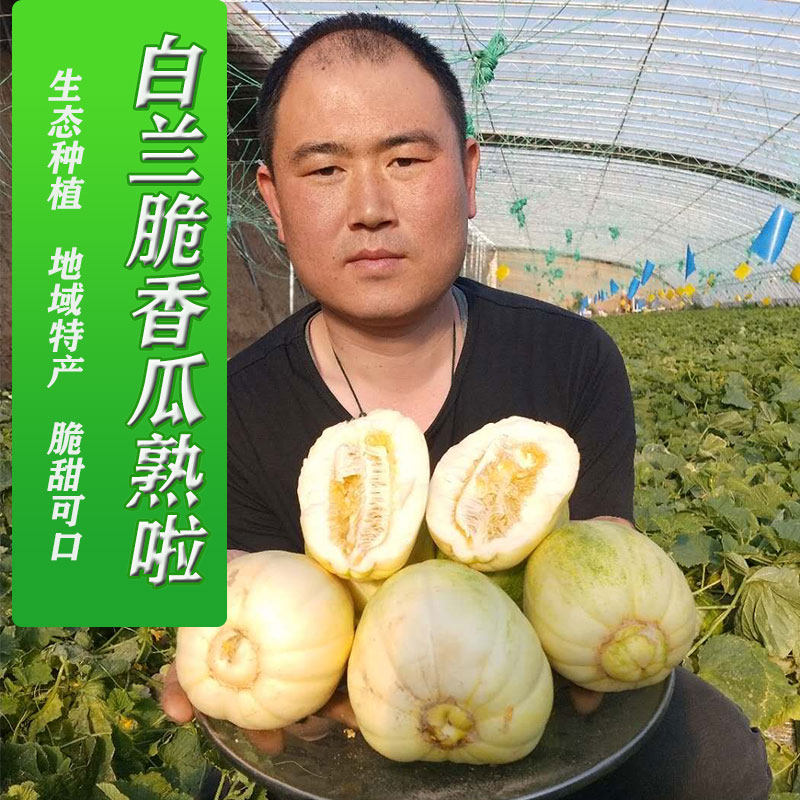 香瓜 白兰脆正宗内蒙古巴盟白莲脆香瓜应季甜瓜水果脆甜现摘现发
