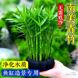 南美青竹水草鱼缸专用植物坨草净化水质养鱼造景增氧制氧阴性竹子