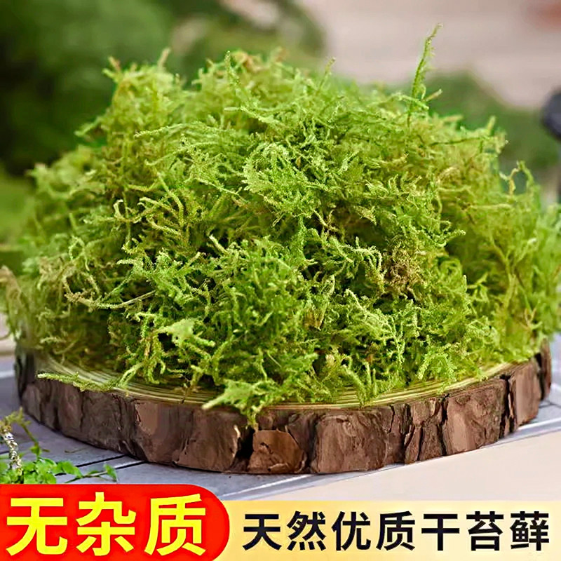 青苔兰花蝴蝶兰干苔藓水苔纯石斛种植专用营养土爬宠乌龟垫材