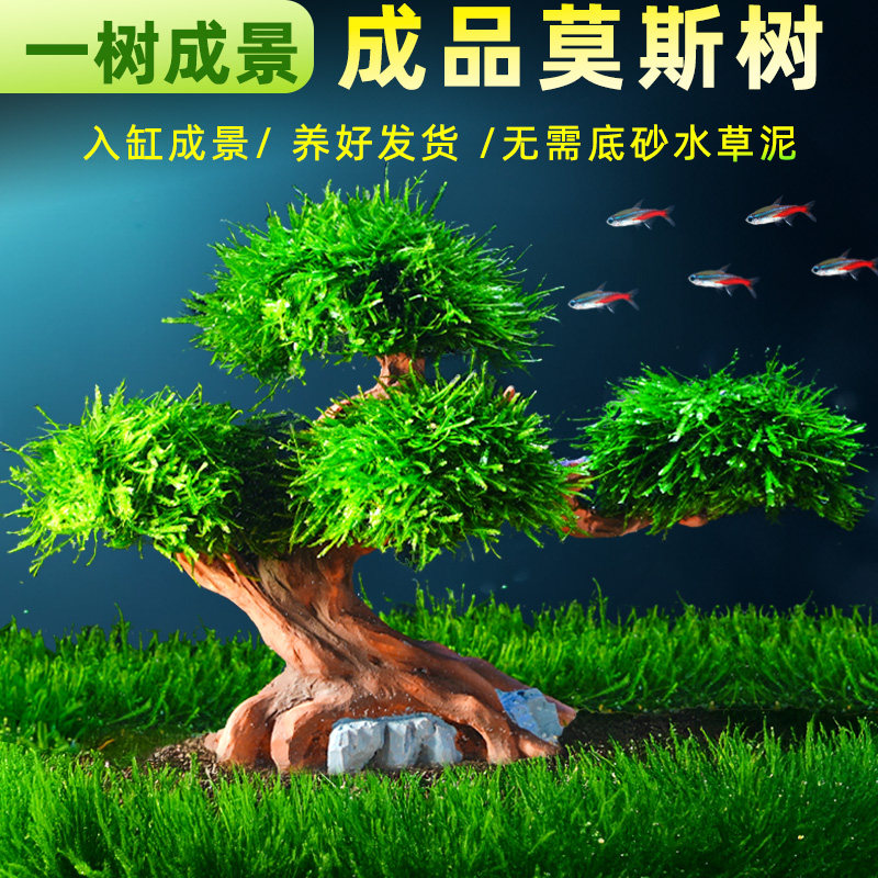 成品莫斯树活体真水草鱼缸装饰摆饰造景大三角莫斯沉木新手好养