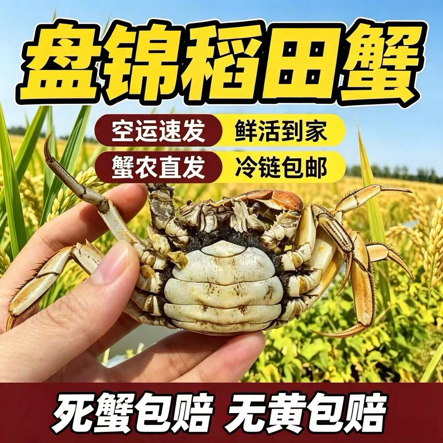 全母40只盘锦河蟹鲜活1元蟹大闸蟹六月黄稻田蟹2元香辣蟹醉蟹活蟹