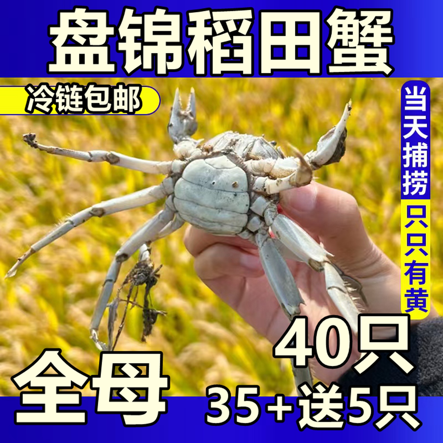 全母40只盘锦河蟹鲜活1元蟹大闸蟹六月黄稻田蟹2元香辣蟹醉蟹礼盒
