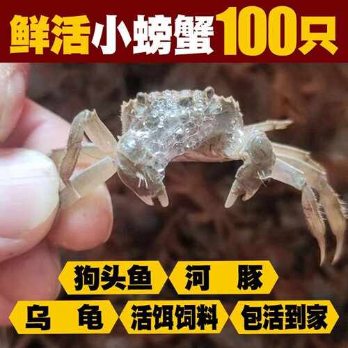 狗头乌龟河豚100只一口一个嘎脆