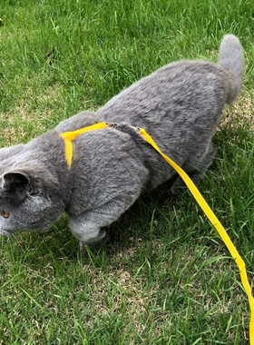 猫咪牵引绳家用户外防挣脱大号英短黑色蓝色红色猫链遛猫绳拴神器