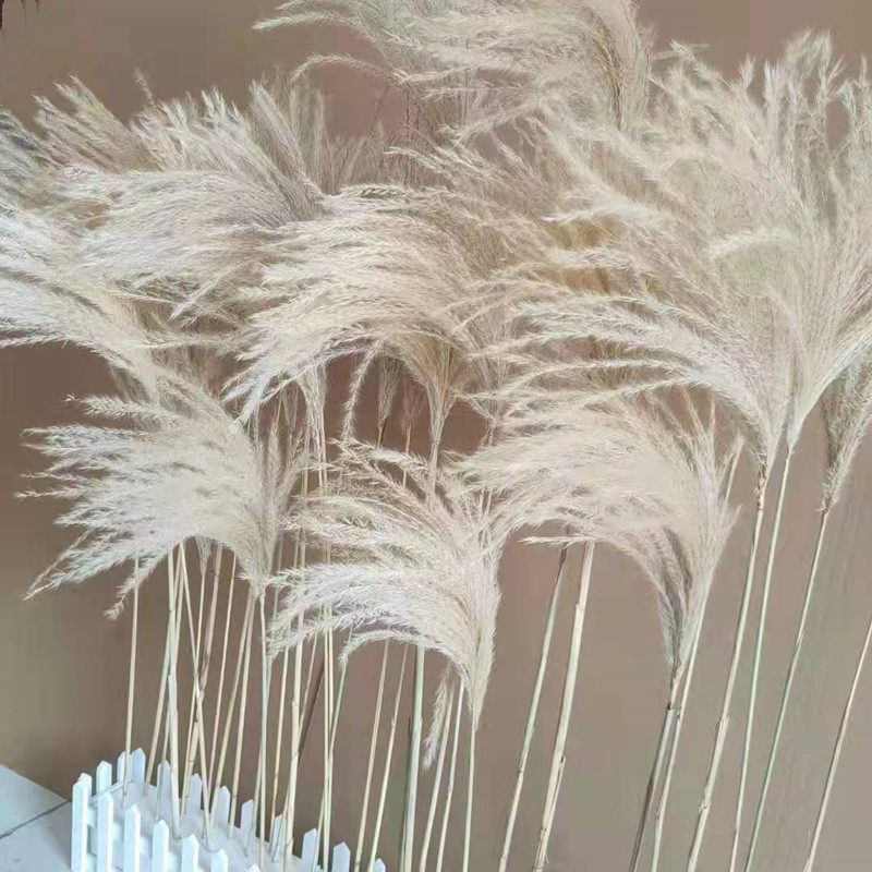 芦苇花干花花束真花居家摆设自然