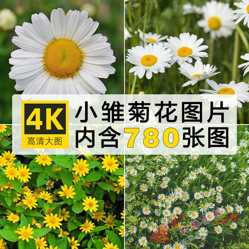 高清小雏菊洋甘菊自然风景4K图片野菊花花海壁纸背景ps设计素材
