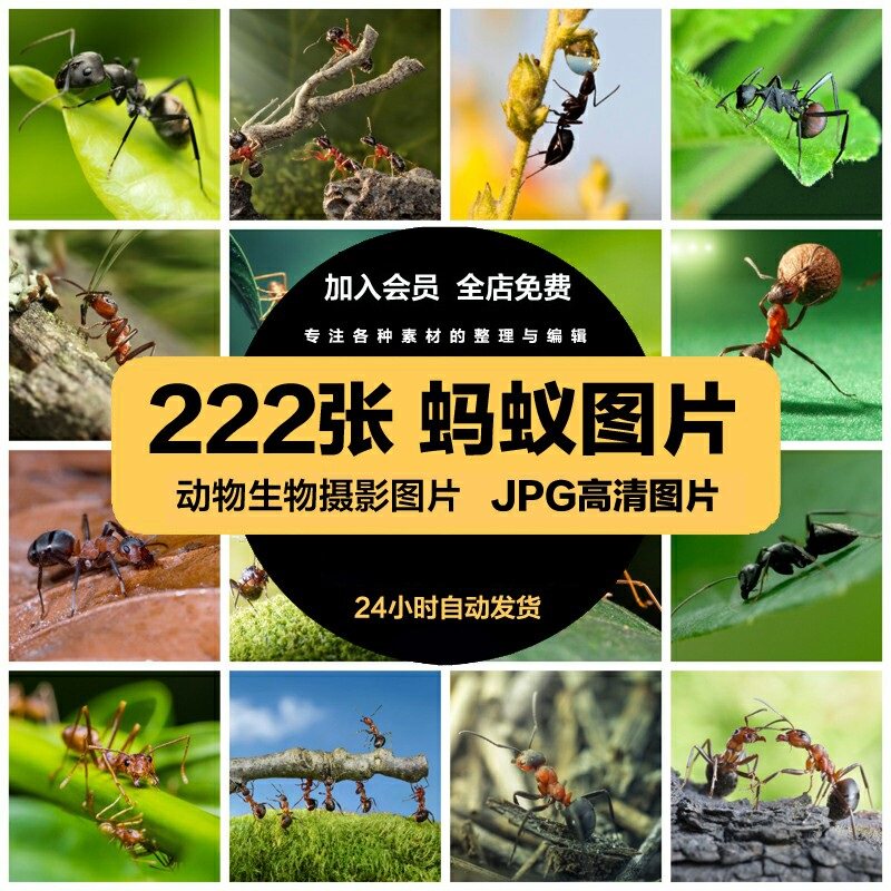 高清蚂蚁图片JPG素材工兵蚁切叶蚁草丛灌木昆虫微距摄影野生动物