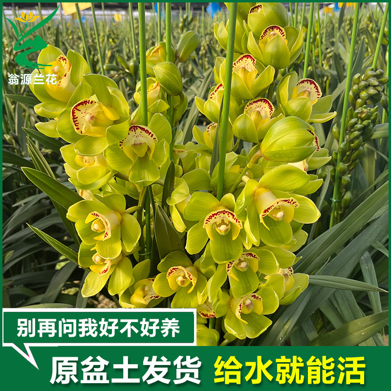 翁源兰花 绿精灵 高档名贵矮种大花蕙兰秋冬开花浓香型兰草盆栽花