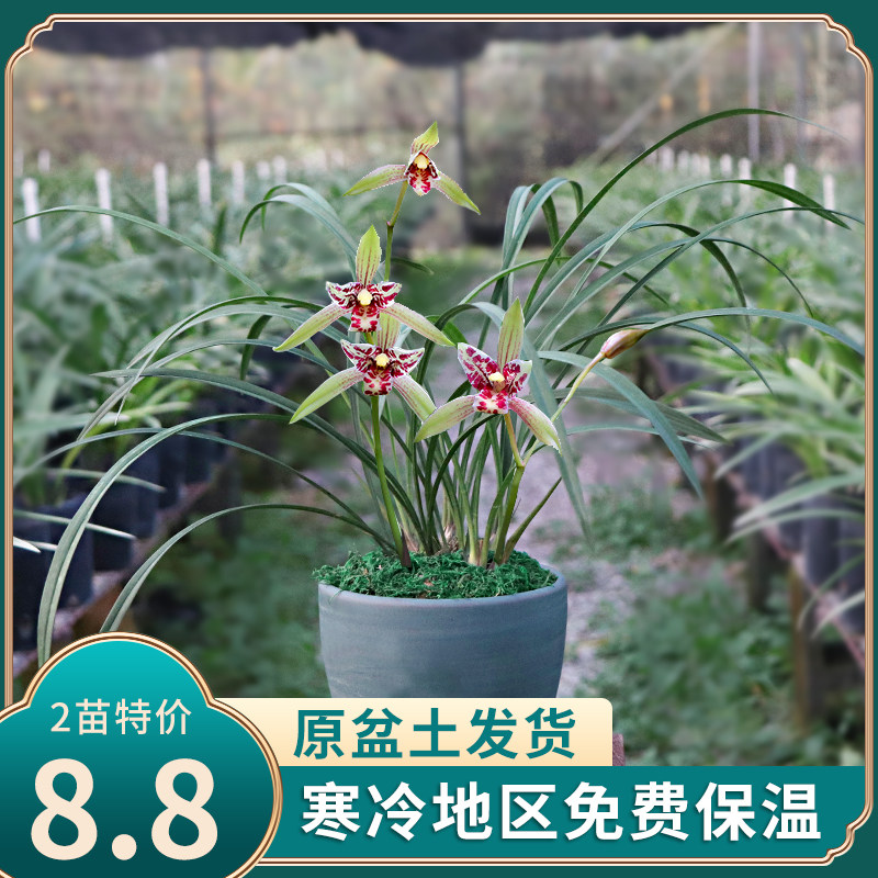 细叶矮种兰花 宝岛仙女 建兰四季开花名贵品种浓香型盆栽最香的花