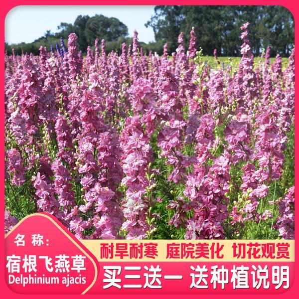 大花飞燕草种子 千鸟草种籽 鸽子花多年生四季播种阳台庭院盆栽花