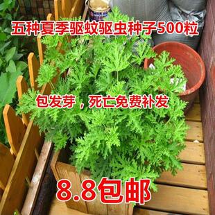盆栽花卉驱蚊草艾草 薄荷 夜来香种子 买二送肥料再送生根粉