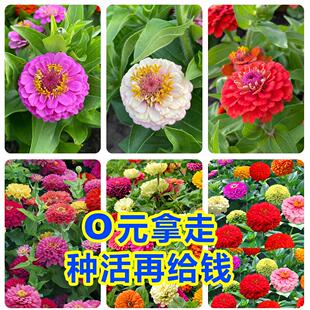 百日草野花种子四季易种波斯菊太阳矢车菊花庭院室外阳台花籽多年