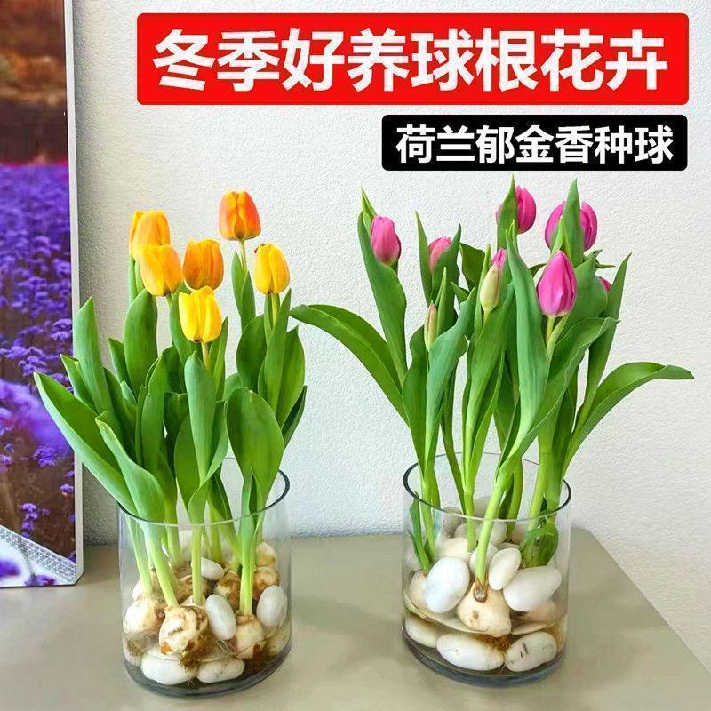 郁金香种球重瓣大球荷兰花卉5五度球水培植物土培盆栽耐寒花种子
